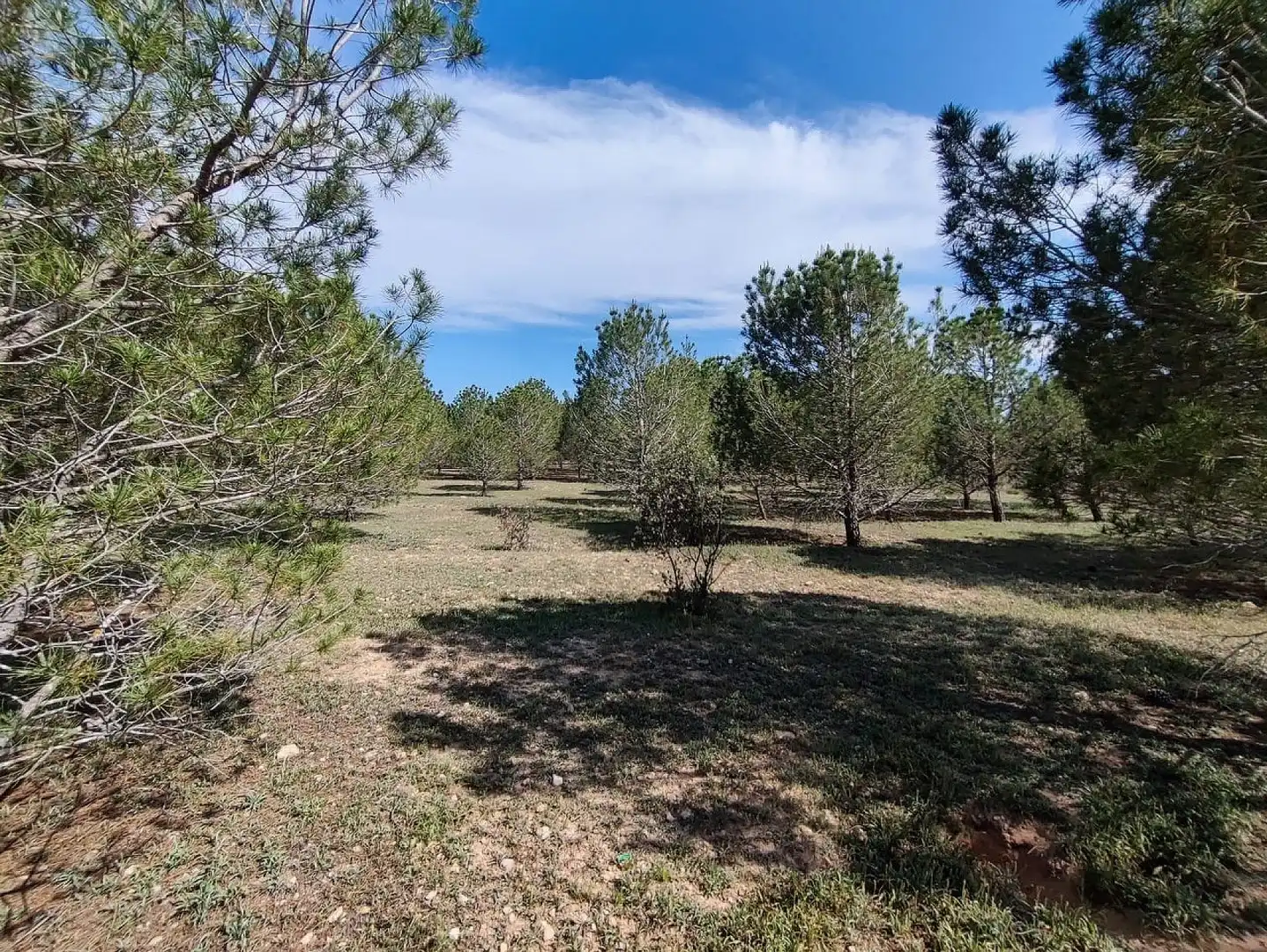 Country homes for sale in Yecla