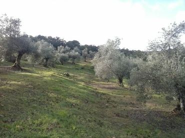 Terreno residenziale in vendita a Villanueva del Rey