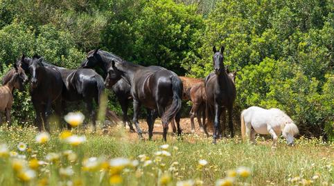 Photo 4 of Land for sale in Crta Cala Galdana , Cala d'en Bosch - Serpentona, Illes Balears