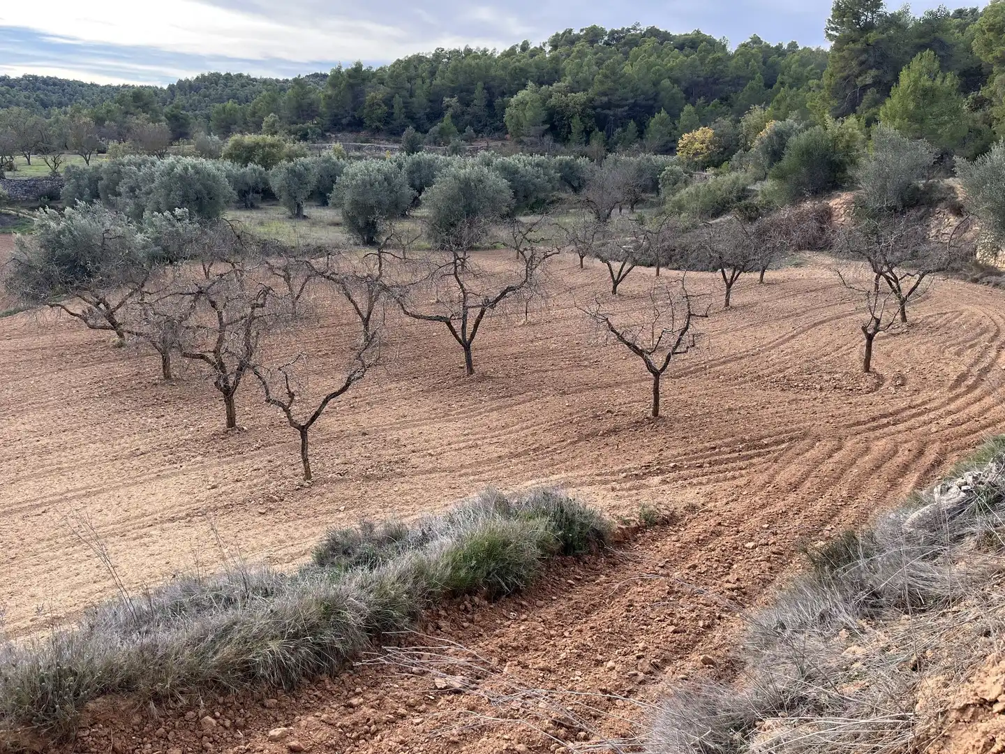 Terreni e lotti in vendita a Lledó, imagen 5
