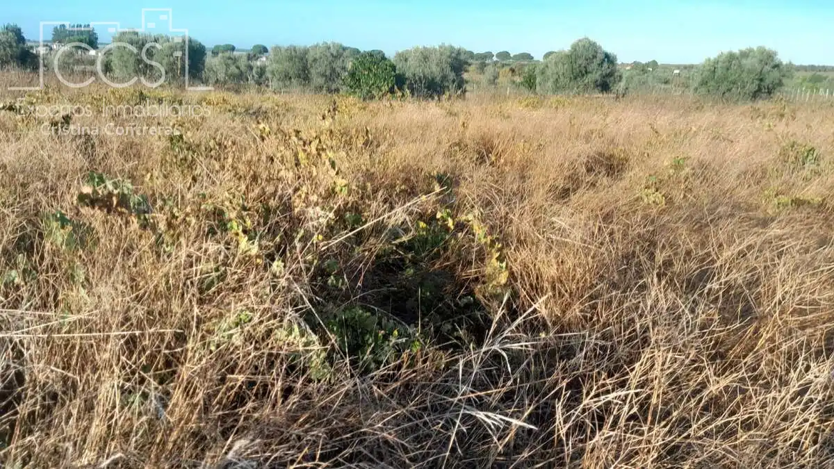 Terreni e lotti in vendita a Almonte ciudad, imagen 7