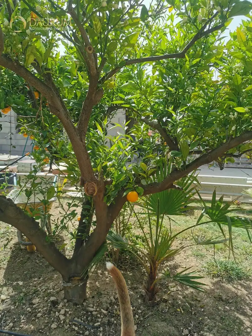 Jardín de Casa o chalet en venta en Novelda con Aire acondicionado, Terraza y Trastero