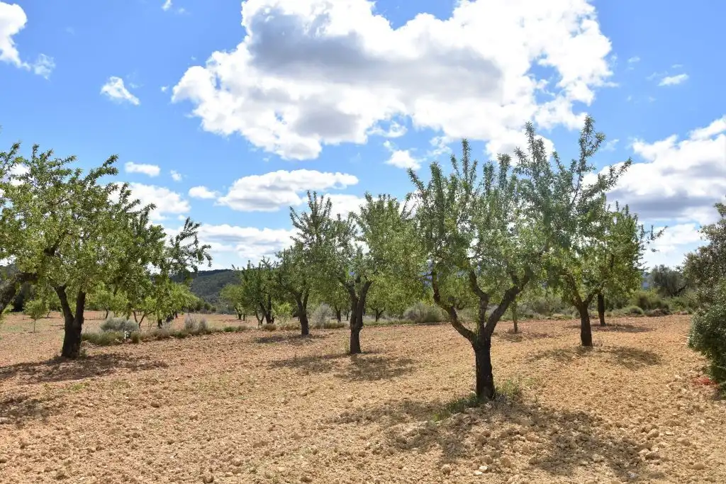 Terreni e lotti in vendita a Arens de Lledó, imagen 4