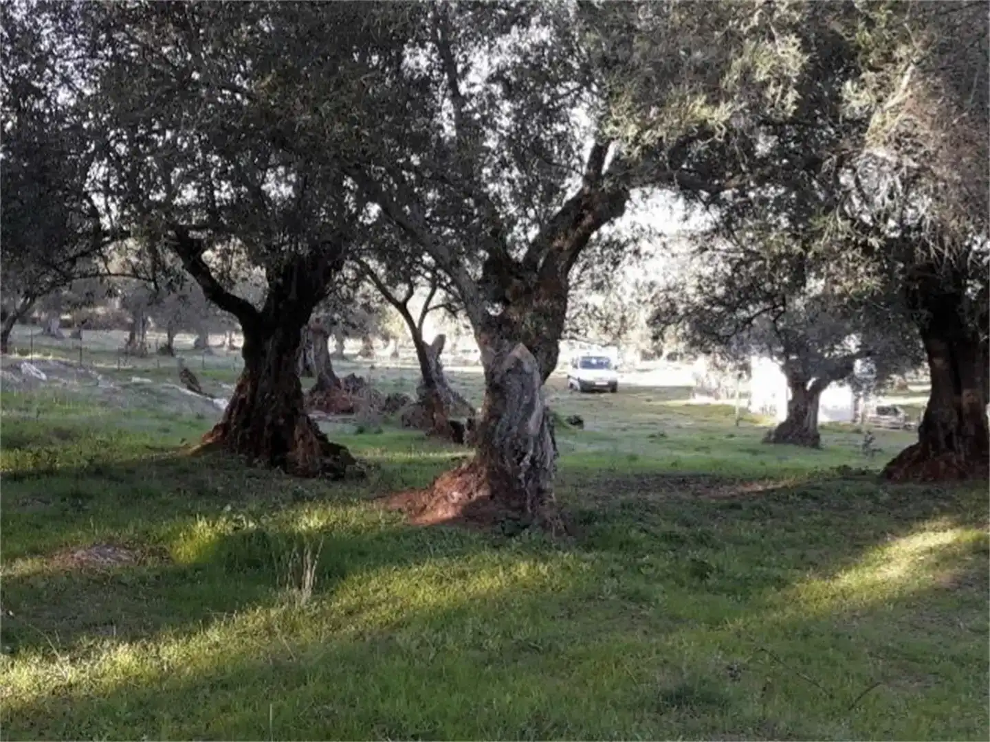 Vista exterior de Finca rústica en venda en Higuera la Real