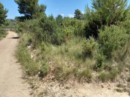 Terreny rústic en venda a Paraje El Cuartito, imagen 8