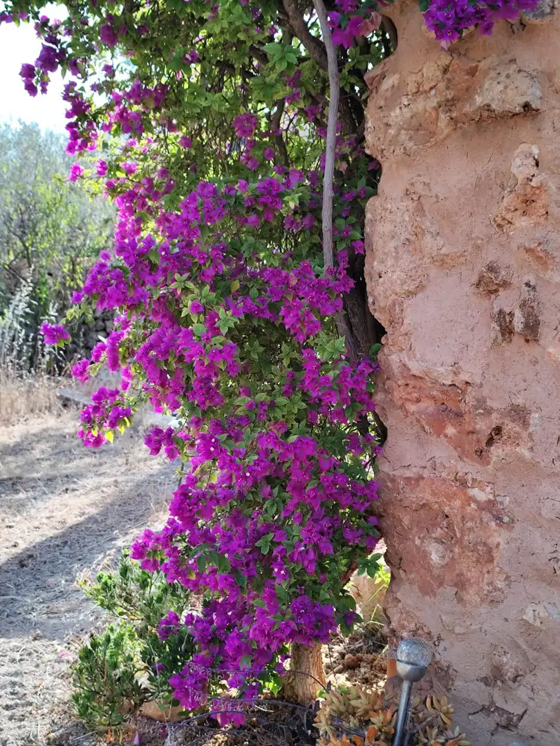 Country homes for rent in Campos poble