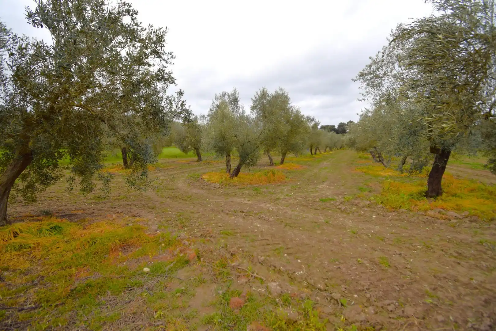 Rural land for sale in Llubí, imagen 2