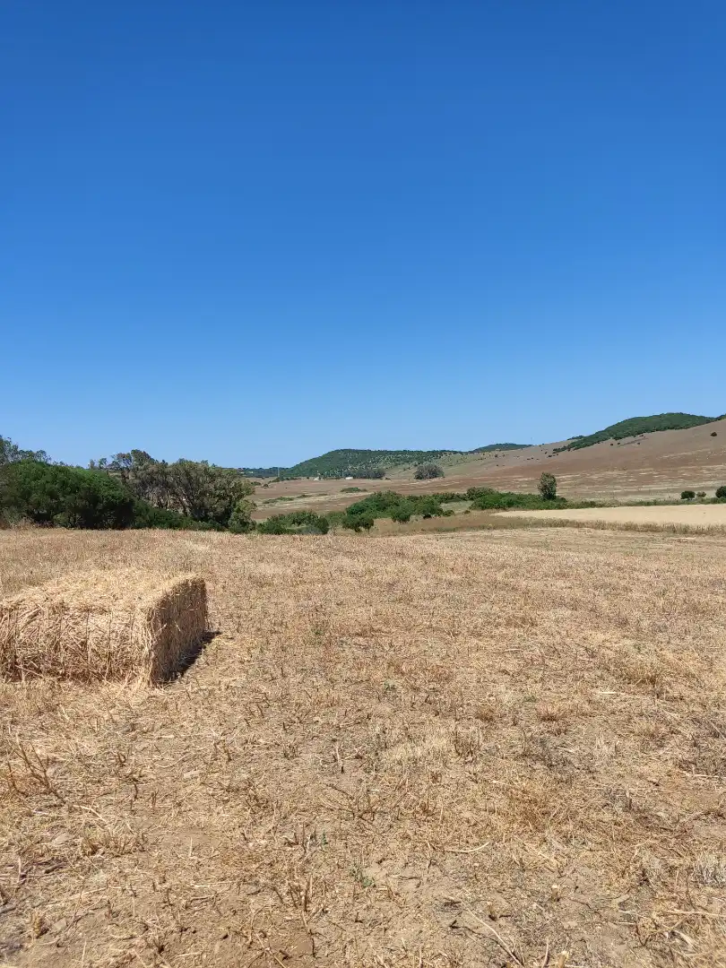 Country homes for rent in Medina Sidonia