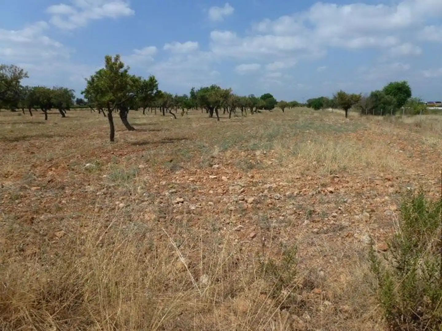 Terreno en venta en Binissalem