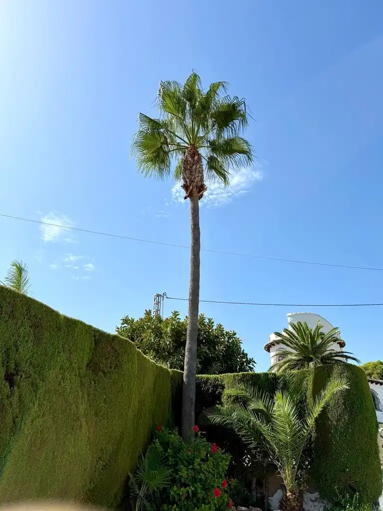 Vista exterior de Casa o chalet en venta en Jávea / Xàbia con Aire acondicionado, Calefacción y Jardín privado