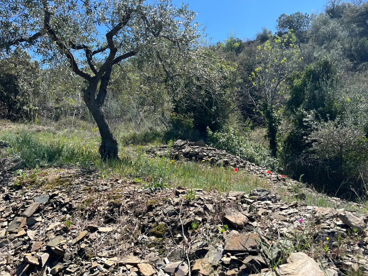 Rural land for sale in Gratallops, imagen 18