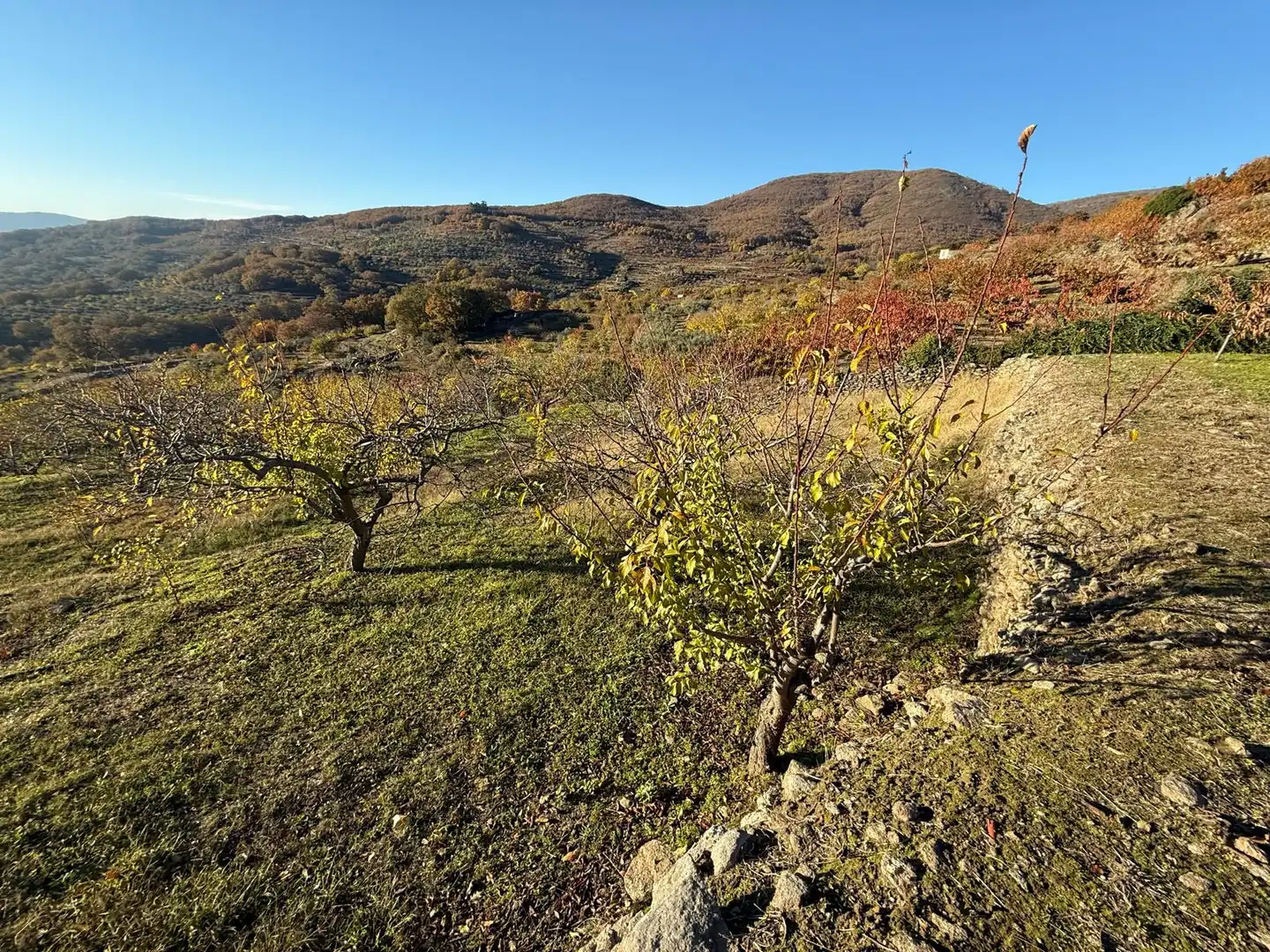 Land for sale in Arroyomolinos de la Vera