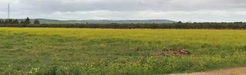 Terrenos y solares en venta en Torrenueva, imagen 2