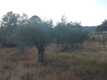 Terreno rústico en venta en Villanueva de la Vera