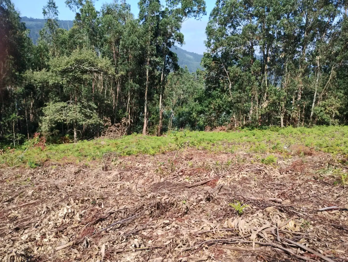 Terreno rústico en venta en Neda, imagen 3