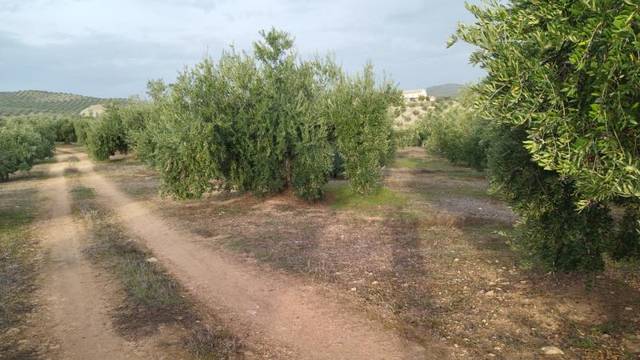 Terreno en Venta en Priego de Córdoba