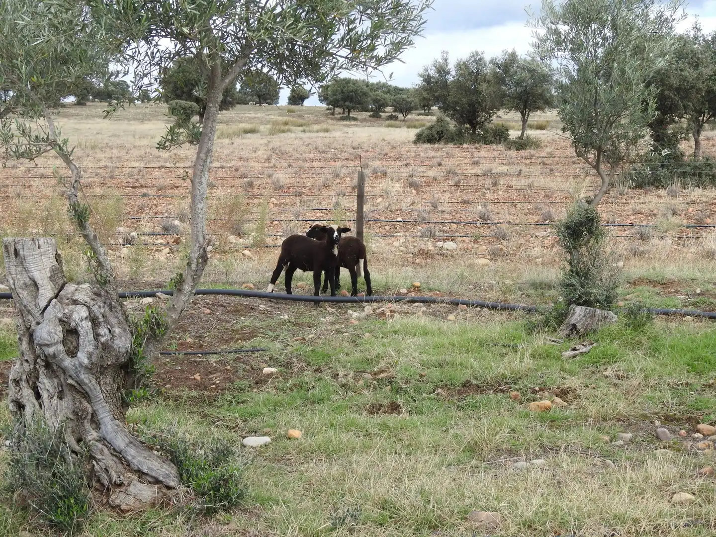 Terreni e lotti in vendita a Peraleda de la Mata, imagen 24