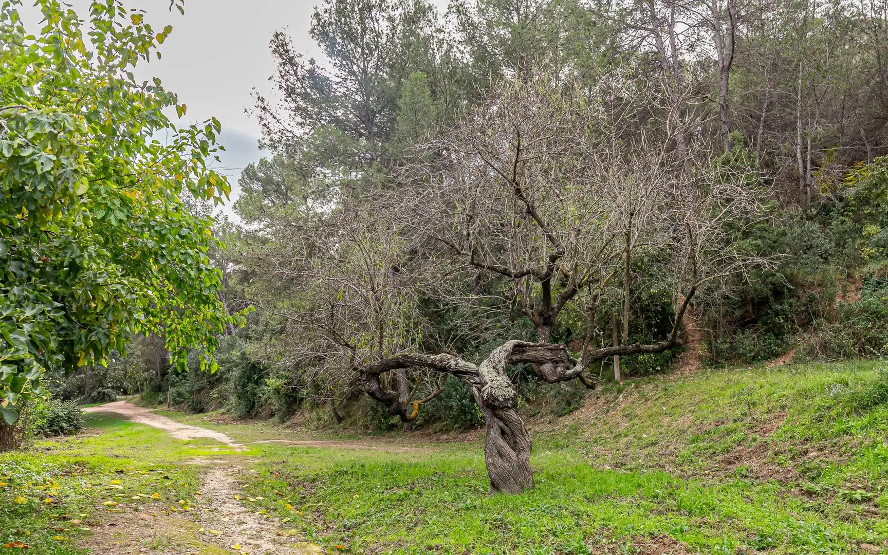 Casa o chalet en venta en Sant Andreu de la Barca