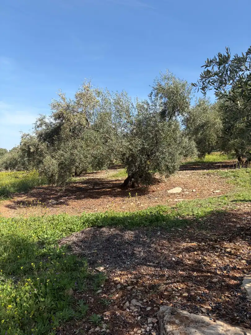 Terreno rustico in vendita a Cabra, imagen 3