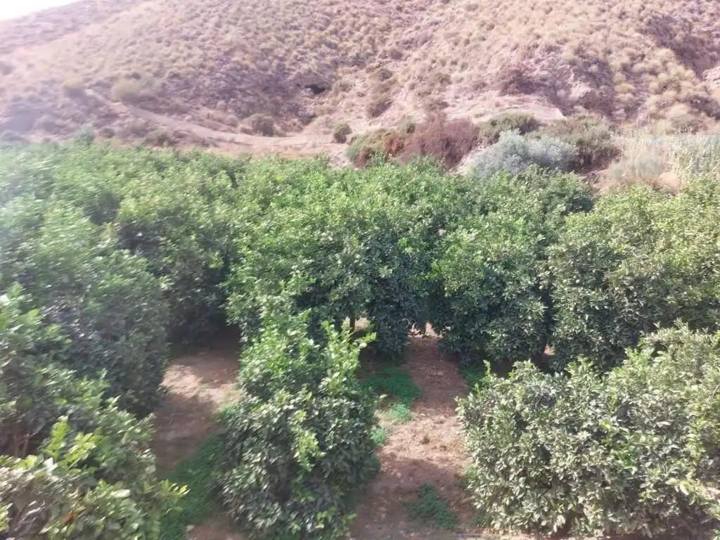 Land for sale in Alhabia