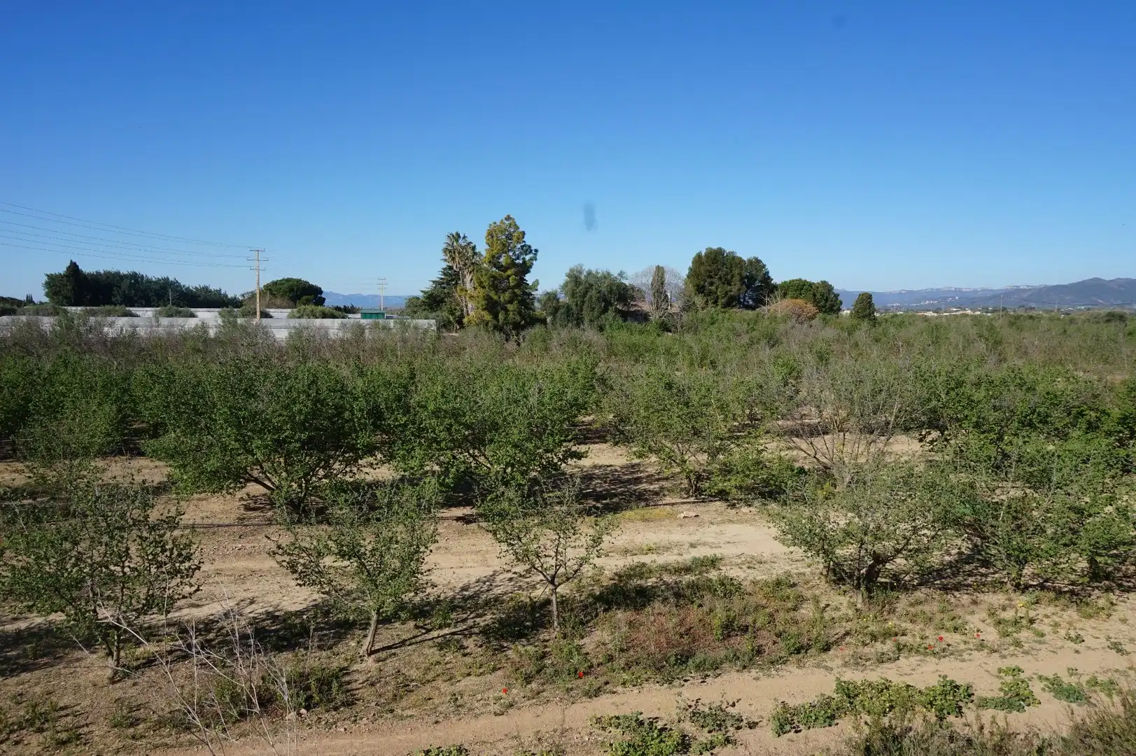 Terreny rústic en venda a Planes del Roquis
