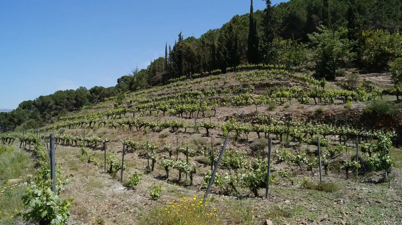 Land for sale in Gratallops