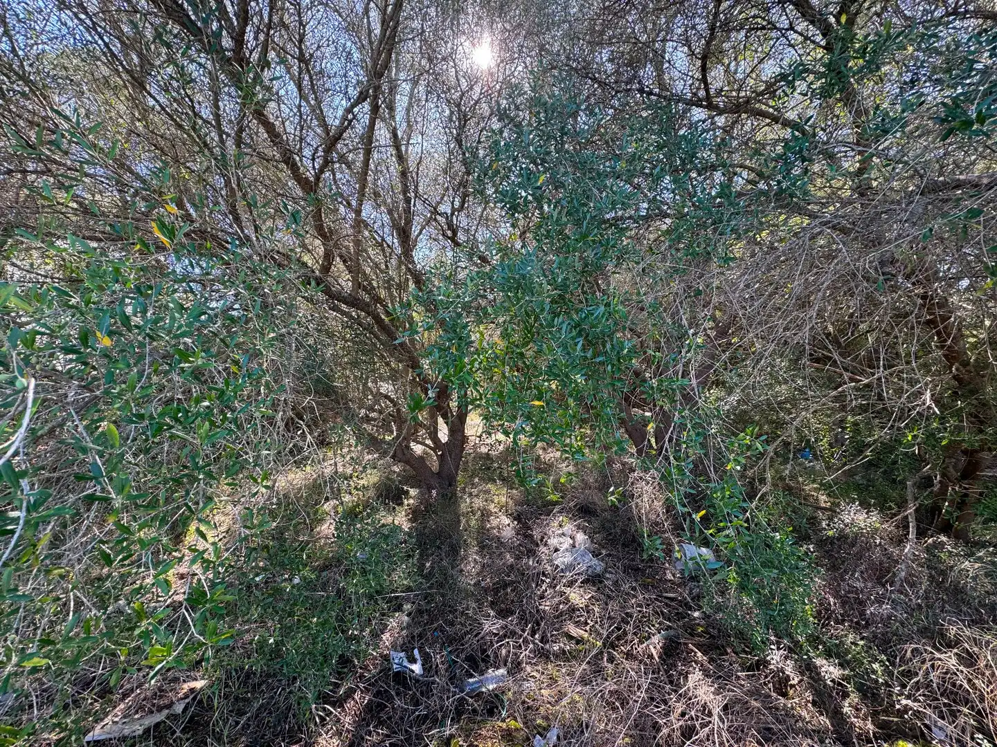 Wohnbaugrundstück zum Verkauf in Sa Pobla, imagen 8