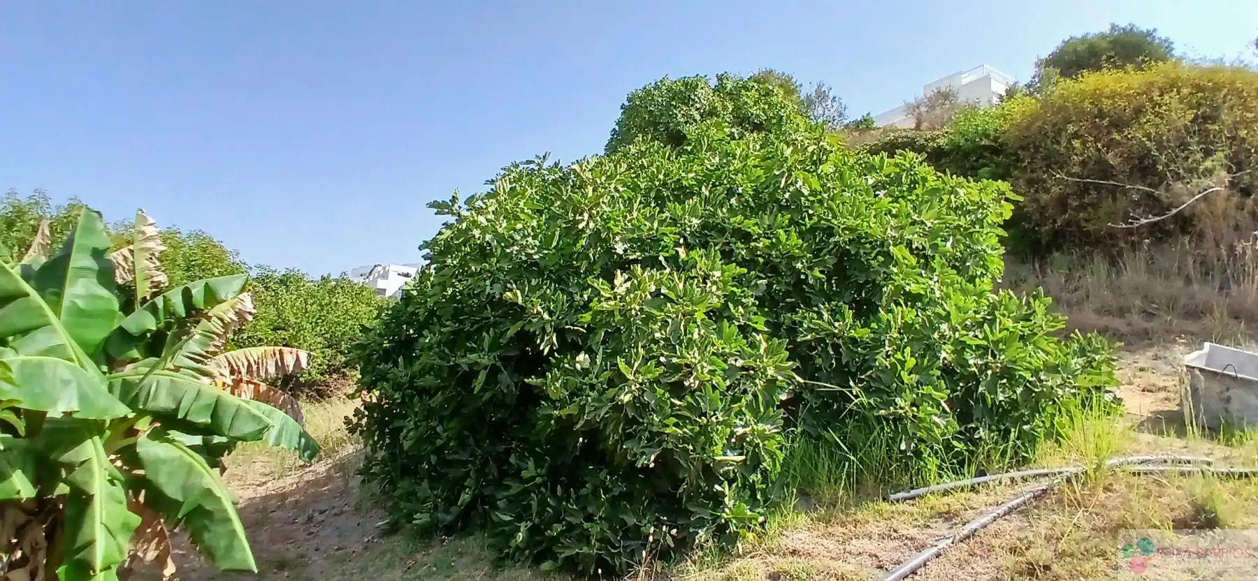 Terreni e lotti in vendita a Benamara - Atalaya, imagen 15