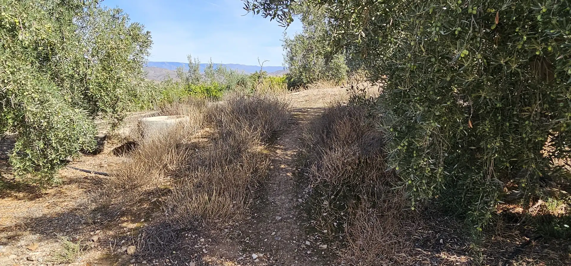 Terreno en venta en Bentarique