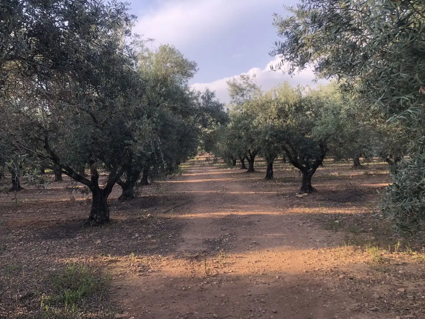 Terrenos y solares en venta en Hellín, imagen 4