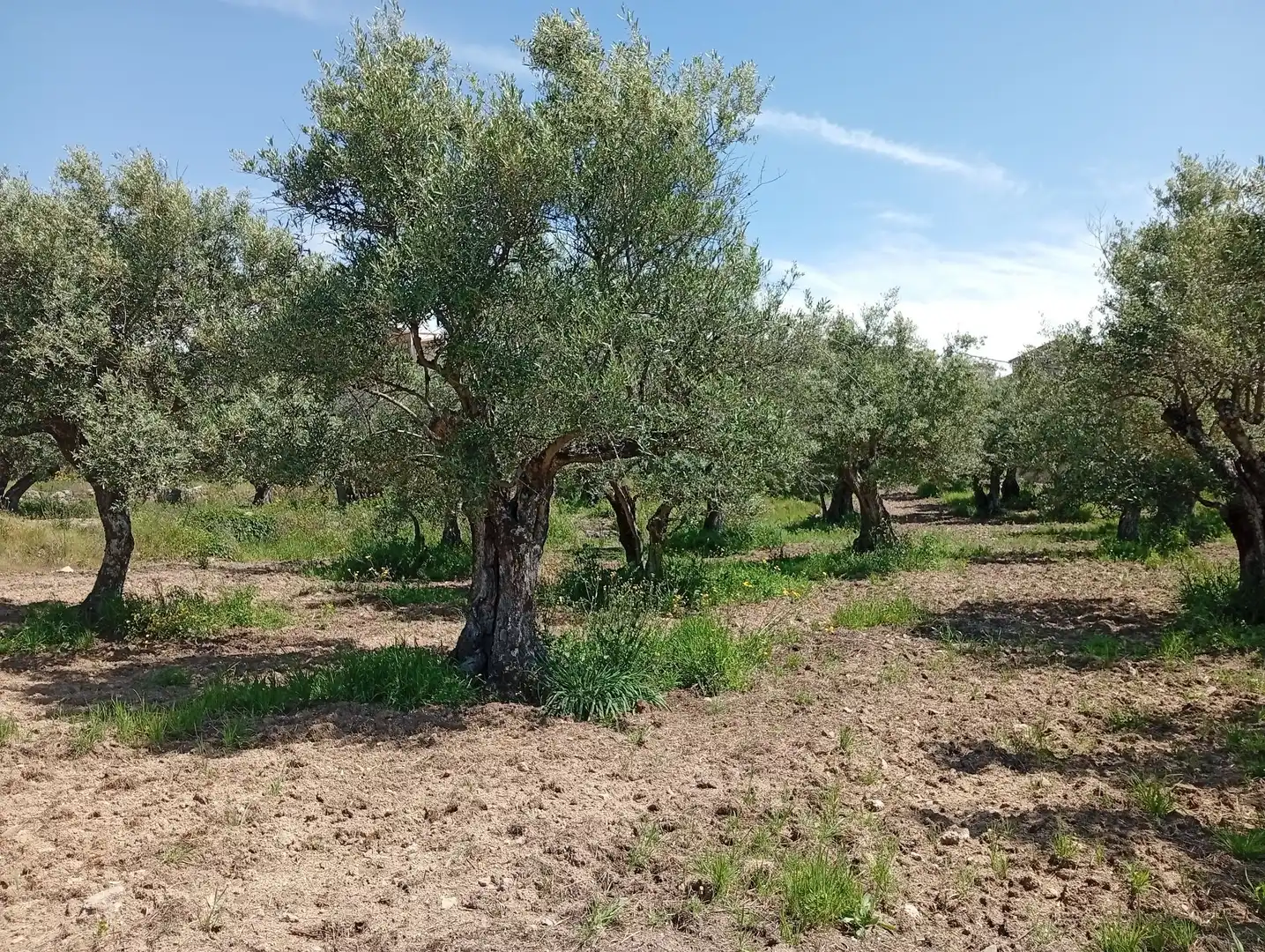 Terreni e lotti in vendita a Villanueva de la Vera, imagen 42