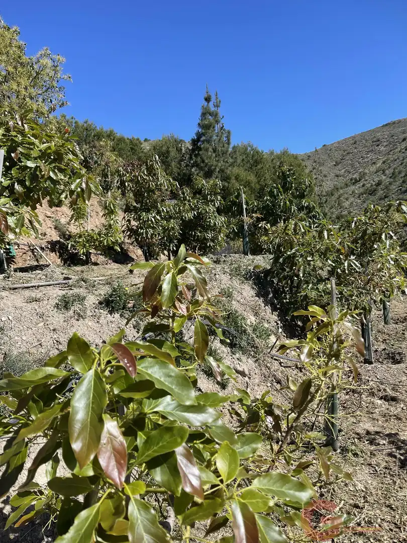 Finca rústica en venta en Salobreña con Terraza y Piscina