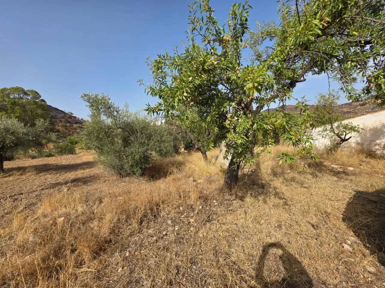 Finca rústica en venda en Bédar amb Jardí privat i Terrassa