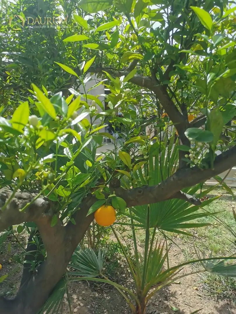 Jardín de Casa o chalet en venta en Novelda con Aire acondicionado, Terraza y Trastero