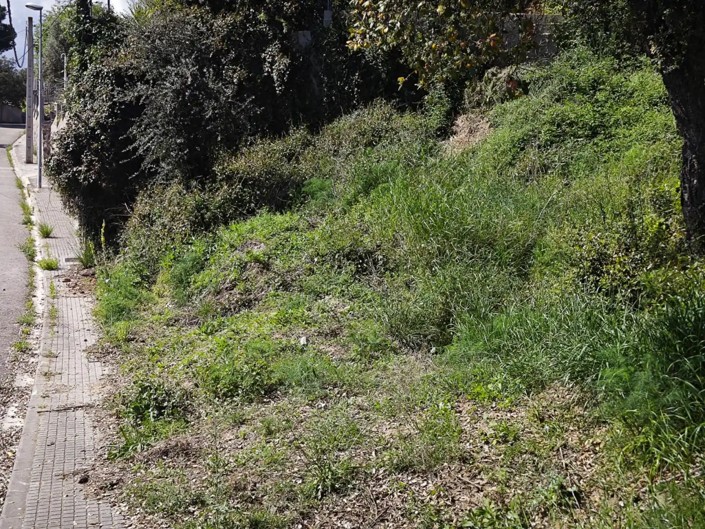 Terreno residencial en venta en Riudarenes, imagen 2