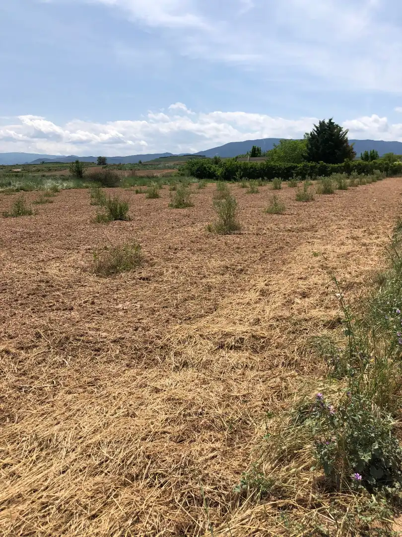 Terreny rústic en venda a Murillo de Río Leza