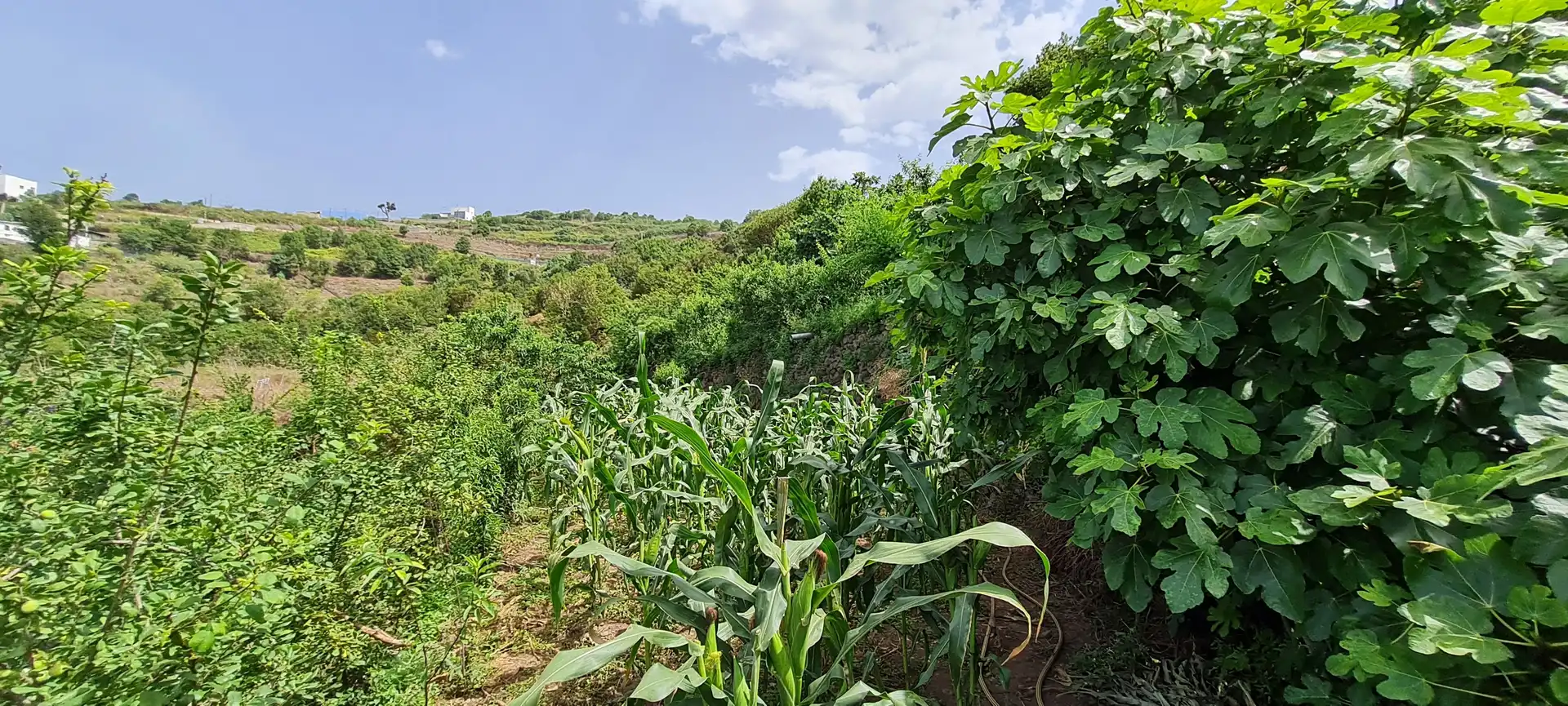 Finca rústica en venda a Icod de los Vinos pueblo