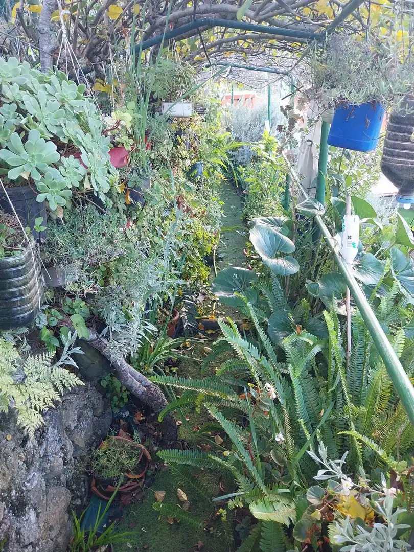 Maison rustique avec jardin à vendre à La Vega - El Amparo - Cueva del Viento, imagen 23