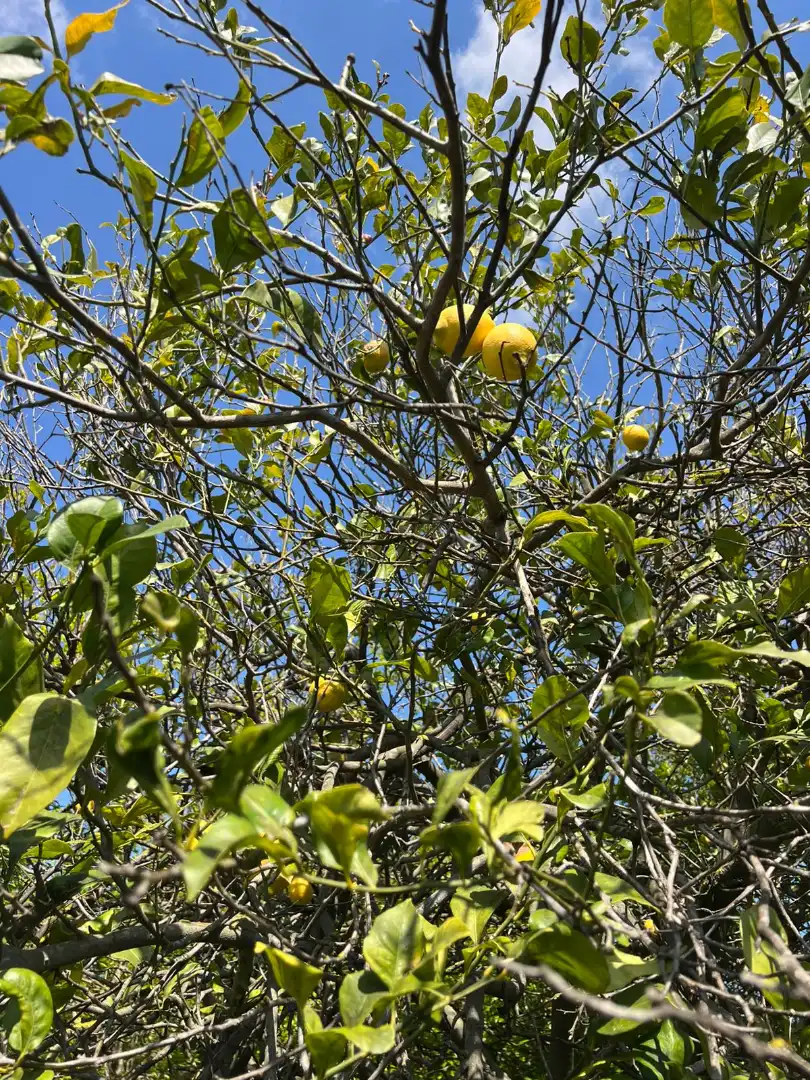 Finca rústica en venta en Urbanizaciones