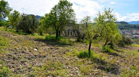 Beas de GranadaTerreno, immagine 4