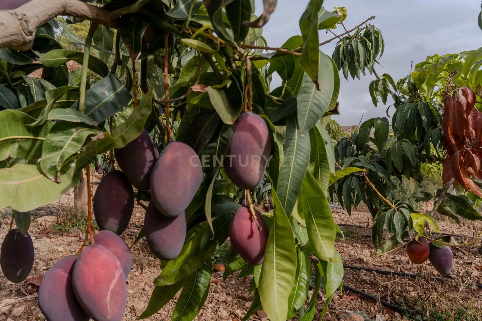Terreni e lotti in vendita a PHPX+WF Gualchos, Spain, imagen 6