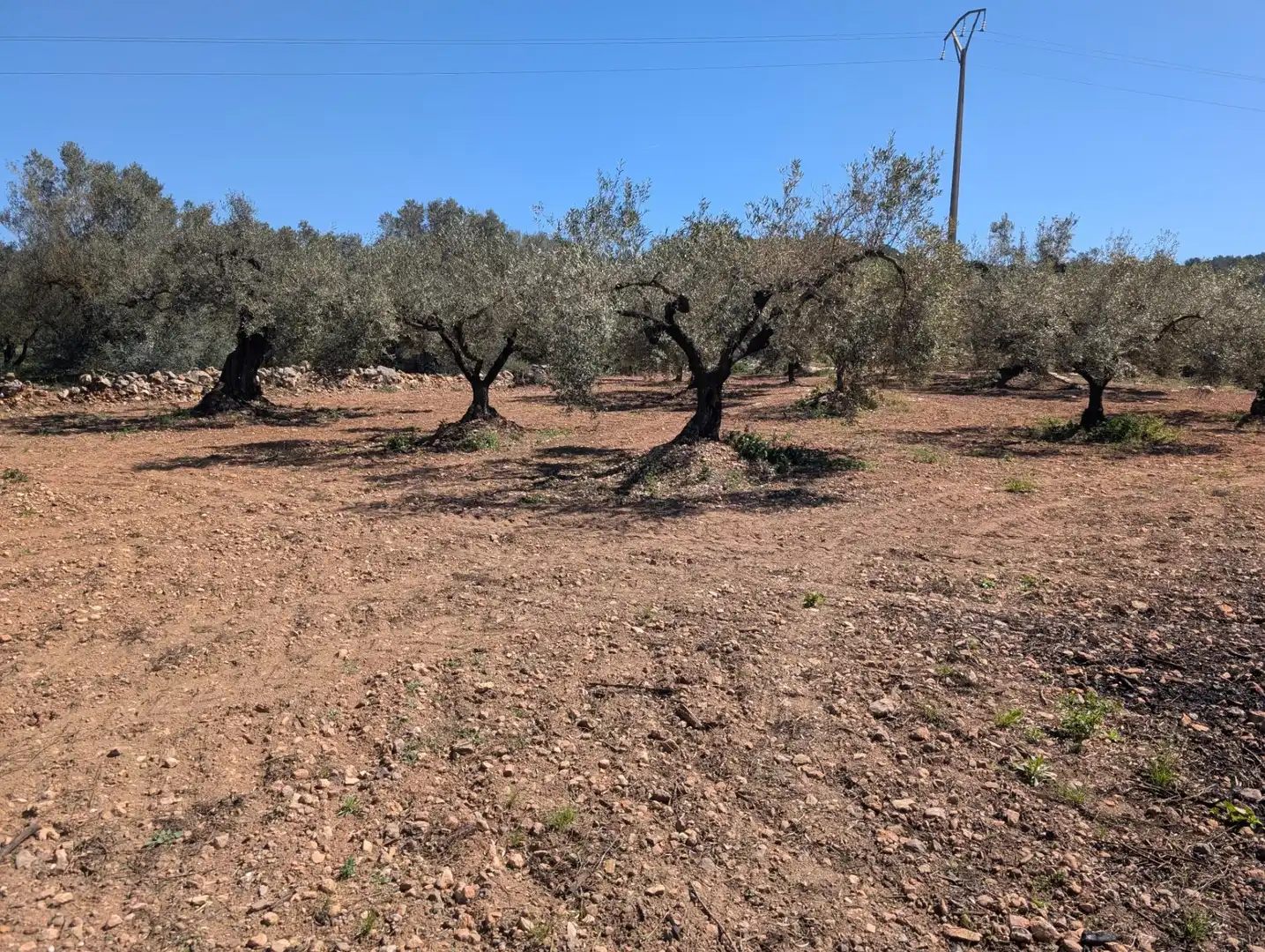 Grundstücke zum Verkauf in Ulldecona