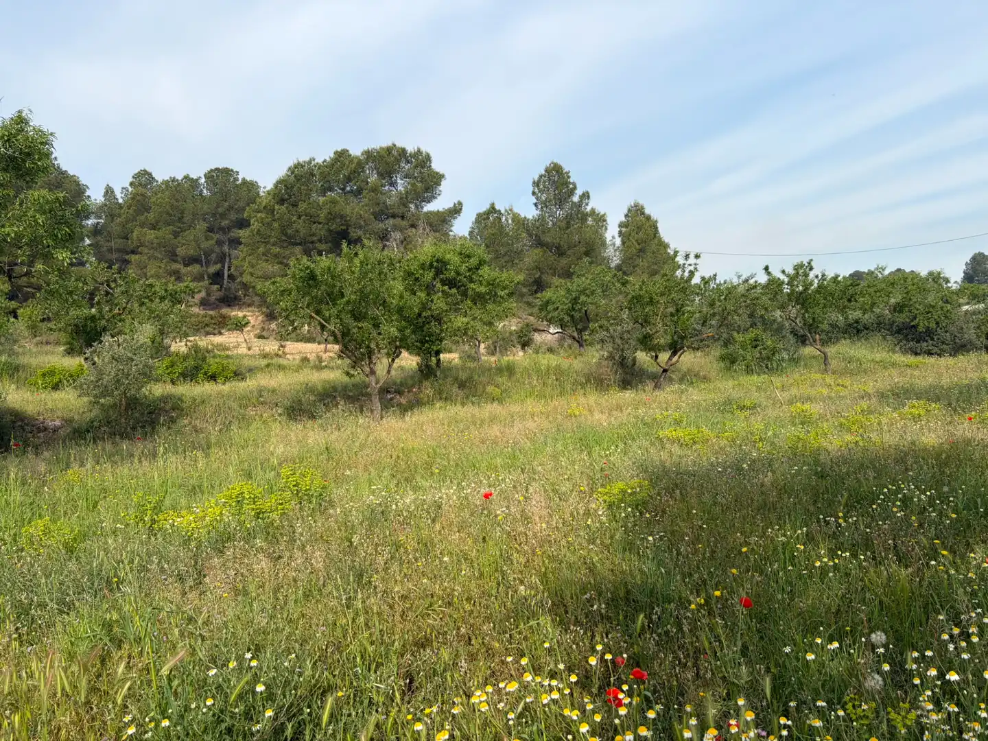Terreno rustico in vendita a Ascó, imagen 6