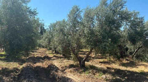 Photo 2 of Land for sale in N/a, -1, Hinojares, Jaén