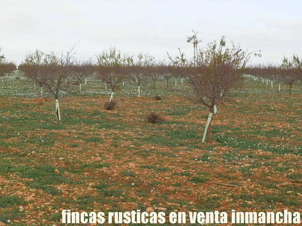 Terreno rústico en venta en Tomelloso, imagen 8