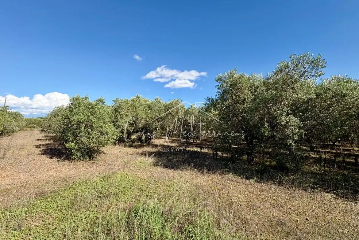 Terreny rústic en venda a Camí Vell de Cambrils, imagen 5