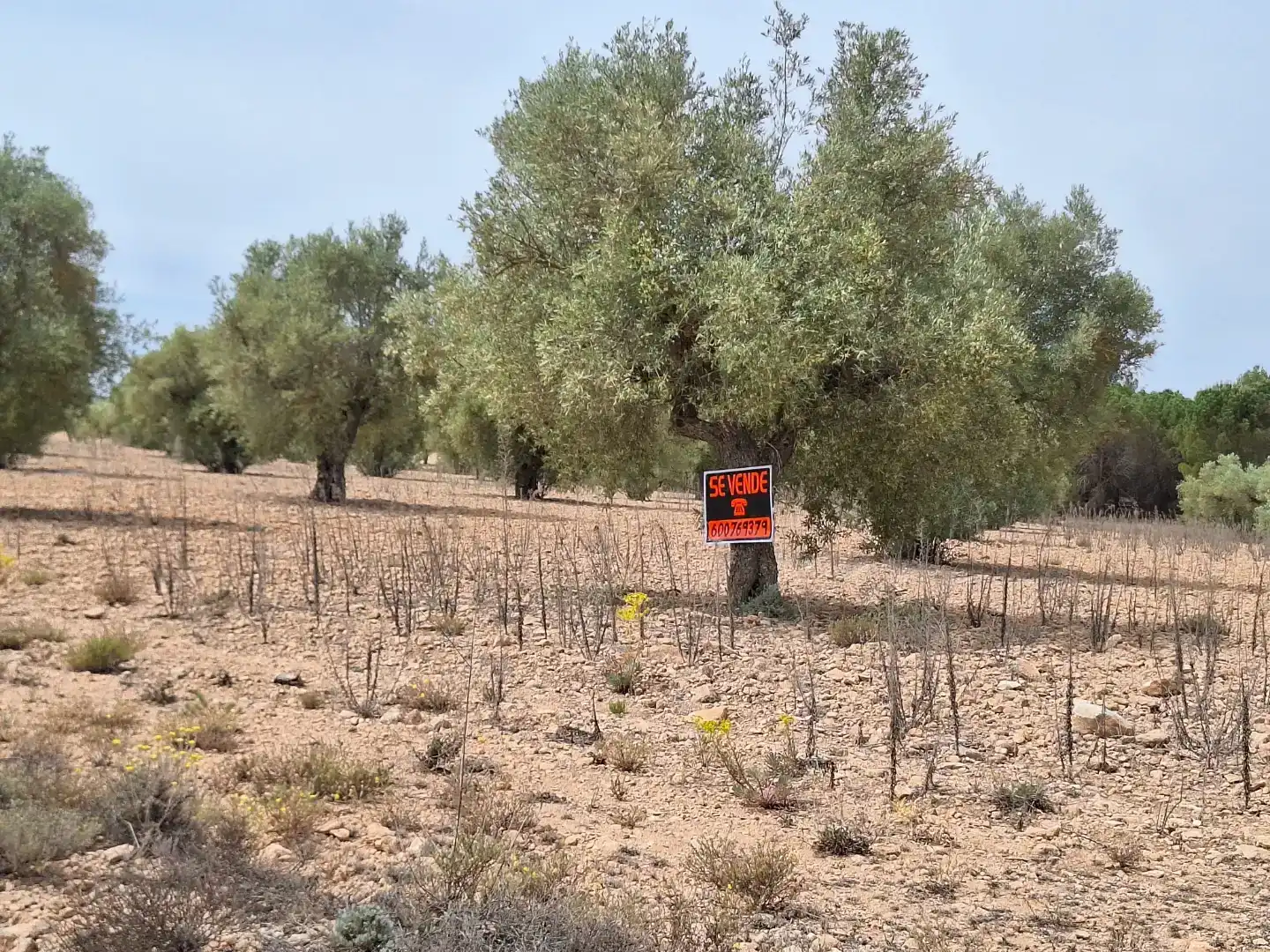 Finca rústica en venda en Beneixama