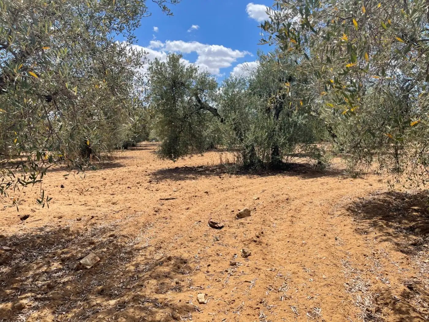 Residential for sale in Arahal