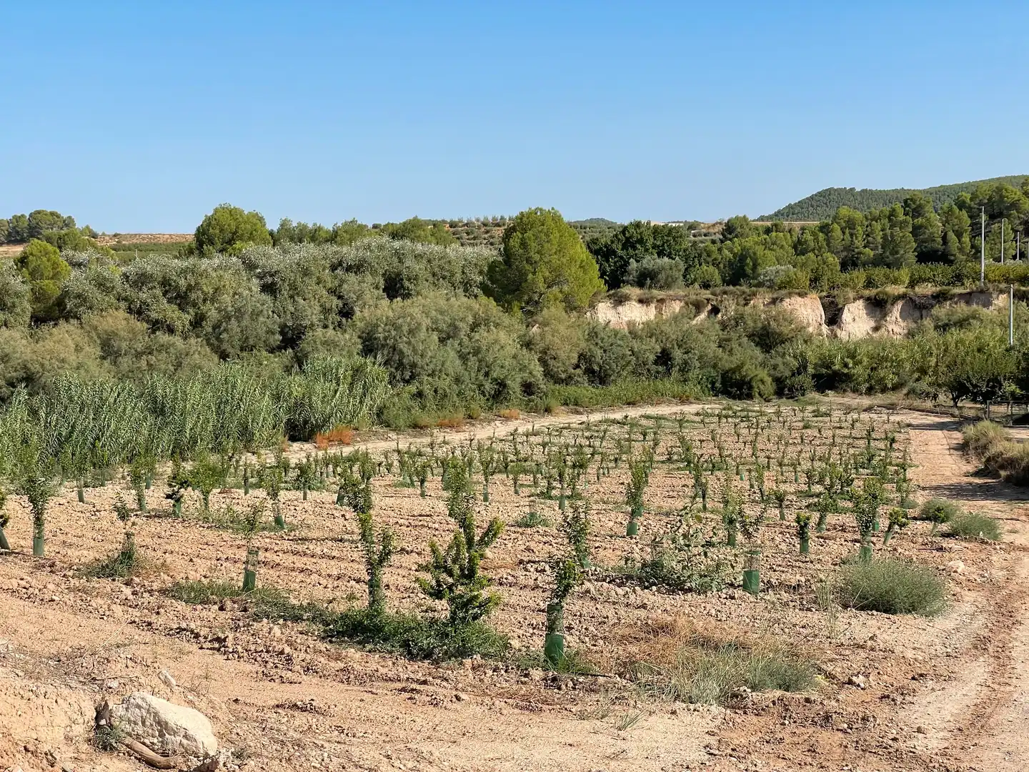 Terreno rustico in vendita a Cehegín, imagen 17