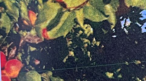 SE VENDE FINCA AGRÍCOLA DE 1.160 HECTÁREAS